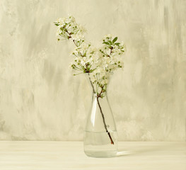 Branch with white flowers of cherry or sakura in a glass vase on a gray background. Symbol of spring and tenderness. Calm minimalist still life.