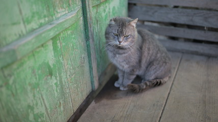 Obraz premium cat on the wall