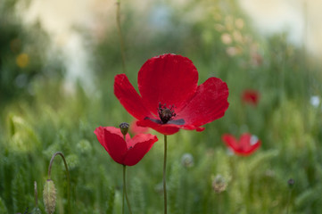The Red Poppy Flowers IIn The Meadow In The Spring