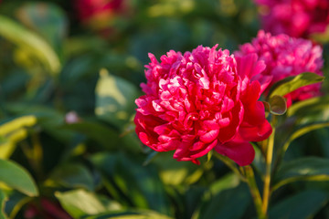 Pink peonies in the garden. Blooming pink peony. Closeup of beautiful pink Peonie flower.