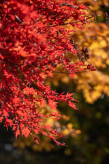 紅葉