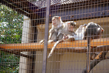 monkey in cage