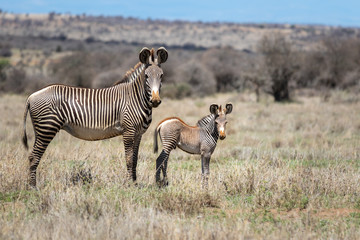 Obraz na płótnie Canvas Grevy's Zebra mother and foal