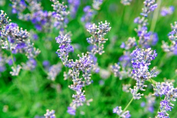 Blooming lavender in a field close-up, in the summer in the rays of the sun at sunset. Selective focus.