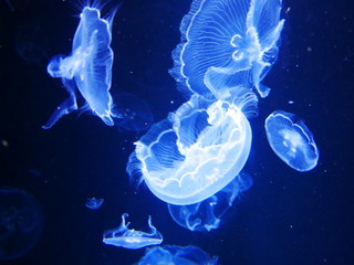 Naklejka na ściany i meble jellyfish 4