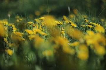 yellow grass in the wind