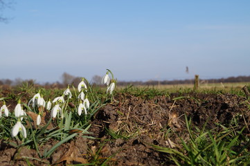 Schneegl&ouml;ckchen 