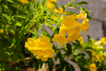yellow flowers