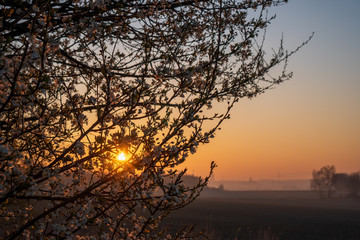 sunrise in the fields with blooming cherry tree in front and forest in the background
