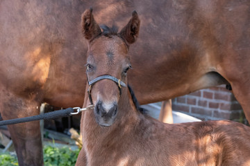 Little just born brown horse standing, white blossoming tree in the background during the day with a countryside landscape
