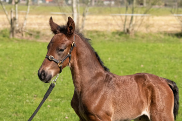 Fototapeta premium Little just born brown horse standing in green grass during the day with a countryside landscape. One day old, harness horse, riding horse