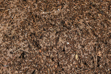 Anthill in the forest in Ukraine. Insect surface. Top view. Copy space.