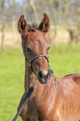 Little just born brown horse standing in green grass during the day with a countryside landscape. One day old, harness horse, riding horse