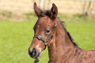 Obraz premium Little just born brown horse standing in green grass during the day with a countryside landscape. One day old, harness horse, riding horse