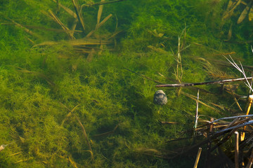 Mysterious bottom of a forest lake with green algae and dry reeds. Wetland area in Ukraine.