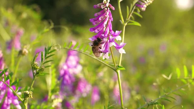 slow motion of honey bee flying in the sunset meadow with purple flowers