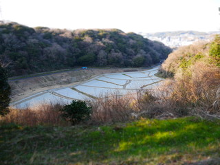 Rice terraces
