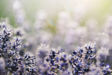 Purple lavender in a field macro shot