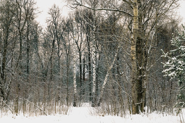 Trees with snow in winter in the park in Moscow