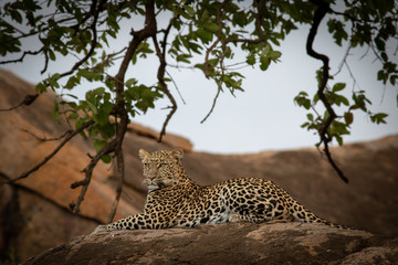 African leopard perched on a rock © Sacha Specker