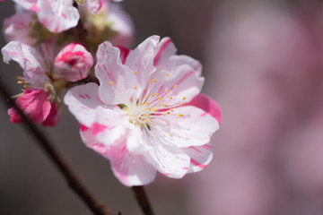 Fototapeta premium 花桃