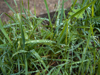 Dew on the grass