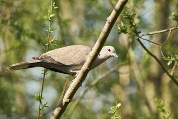Eurasian collared dove (Streptopelia decaocto) sitting in the tree