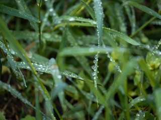 Dew on the grass close up
