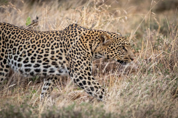 African Leopard stalking