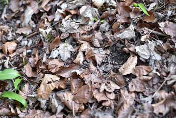 Dry foliage lying on the ground close up