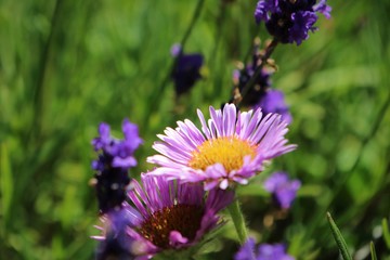 Obraz premium Tulips Lilly Flowers captured in Japan