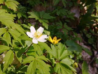 Snowdrop - Anemone sylvestris - in Spring season. Close-up. Flowering anemones, frost in the forest in the spring. Beautiful green background with white flowers.