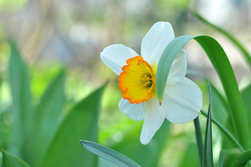 Closeup of Poet's Daffodil (Narcissus poeticus) flower. White narcissus (Narcissus poeticus) in a spring garden. Phesant’s eye, Findern flower or Pinkster lily - Narcissus poeticus - in spring.