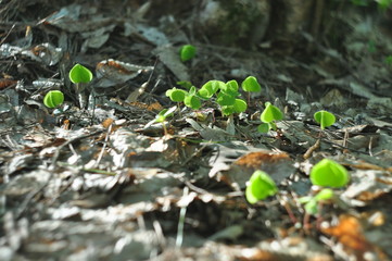 young shoots sprout through the dry leaves in the forest