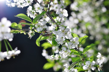 cherries flowering. blooming branch of cherries tree close-up in sunlight on blue sky background. cherry blossom twig