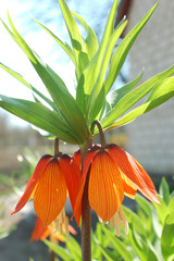 Beautiful Orange Lily (Lilium bulbiferum) also known as Fire Lily with garden background, close-up. beautiful orange lilies in the summer garden, summer sunny day. Vertical photo.