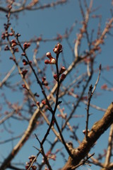 apricot flowering. blooming branch of apricot tree in sunlight on blue sky background