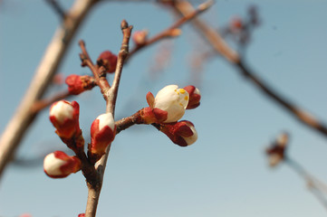 apricot flowering. blooming branch of apricot tree close-up in sunlight on blue sky background