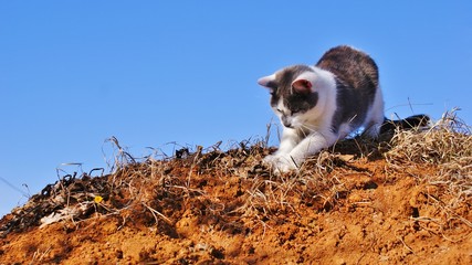 Cat playing on the hill