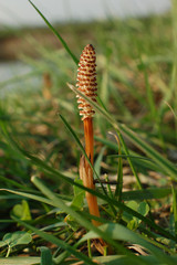 Field horsetail (Equisetum arvense) in spring. Fertile stem on this plant in the family Equisetaceae, growing amongst grass on the river bank.