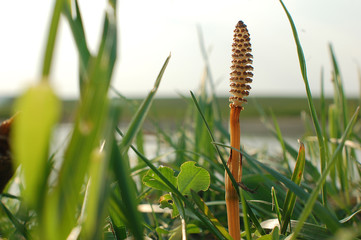 Field horsetail (Equisetum arvense) in spring. Fertile stem on this plant in the family Equisetaceae, growing amongst grass on the river bank.
