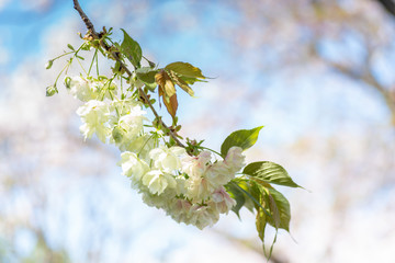 鬱金桜