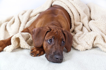 Portrait of a dog breed Rhodesian ridzhbek on a white shaggy rug