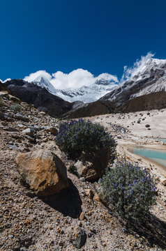 .bushes in turquoise glacier lagoon of paron with pyramid mountain in the background covered with ice and snow