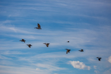 Amazingly beautiful group of seven big Dalmatian pelicans flying with big span of wings. Cloudy winter blue sky over Porto Lagos, Northern Greece. Picturesque frozen moment of Nature