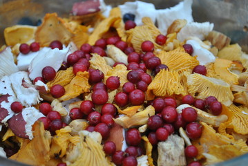 mushroom in the forest
