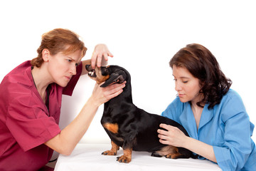 Veterinary doctor and a veterinary nurse examining dachshund dog teeth