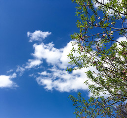 blooming peach tree on a background of blue sky. little green leaves and flowers on a peach tree in spring.