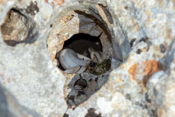 snail shells in a hole in the rock