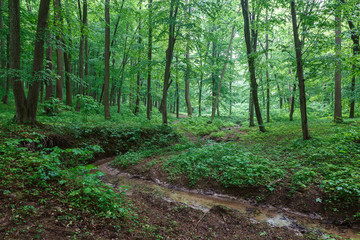 Green spring wet forest with paths and streams